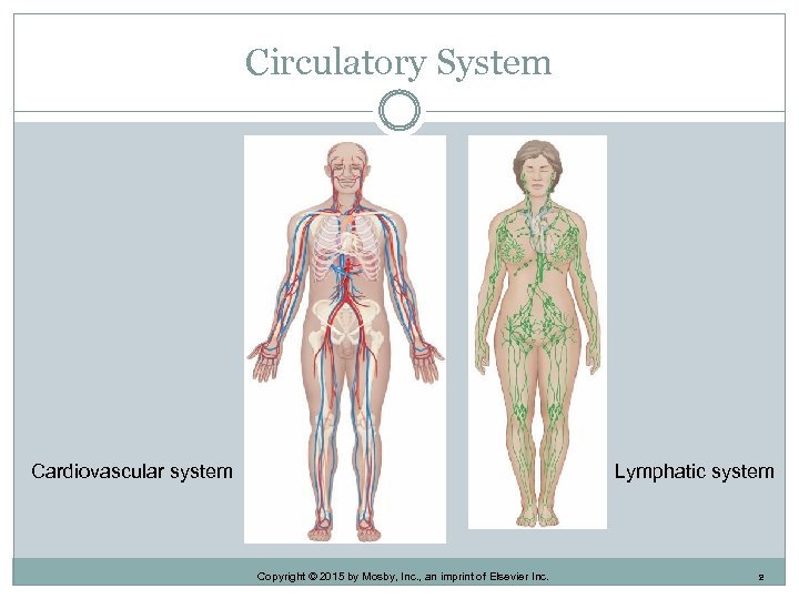 Circulatory System Cardiovascular system Lymphatic system Copyright © 2015 by Mosby, Inc. , an