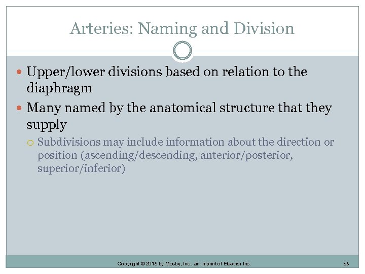 Arteries: Naming and Division Upper/lower divisions based on relation to the diaphragm Many named