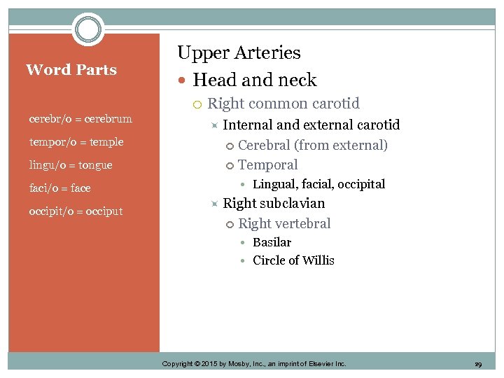 Word Parts Upper Arteries Head and neck • cerebr/o = cerebrum • tempor/o =