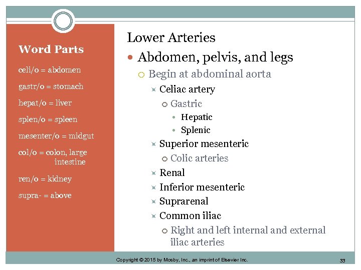 Word Parts celi/o = abdomen gastr/o = stomach hepat/o = liver splen/o = spleen