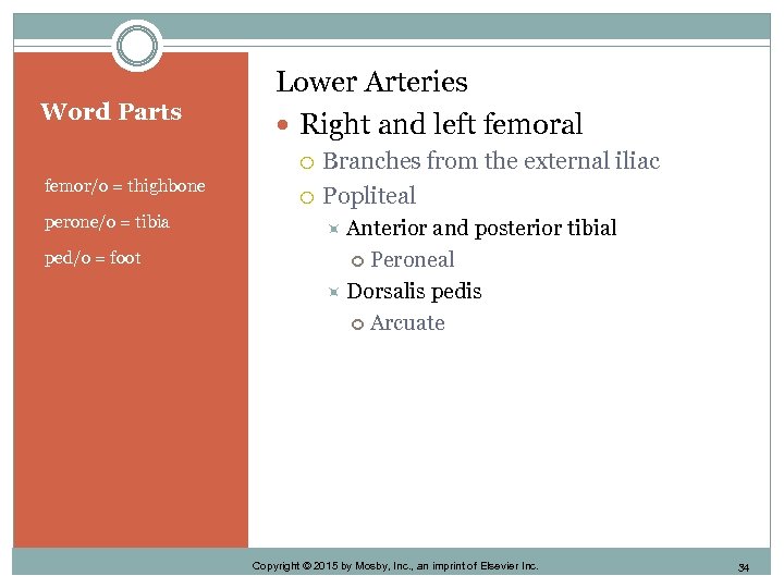 Word Parts Lower Arteries Right and left femoral femor/o = thighbone perone/o = tibia