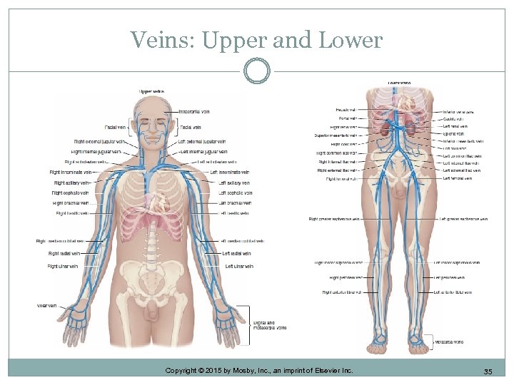 Veins: Upper and Lower Copyright © 2015 by Mosby, Inc. , an imprint of