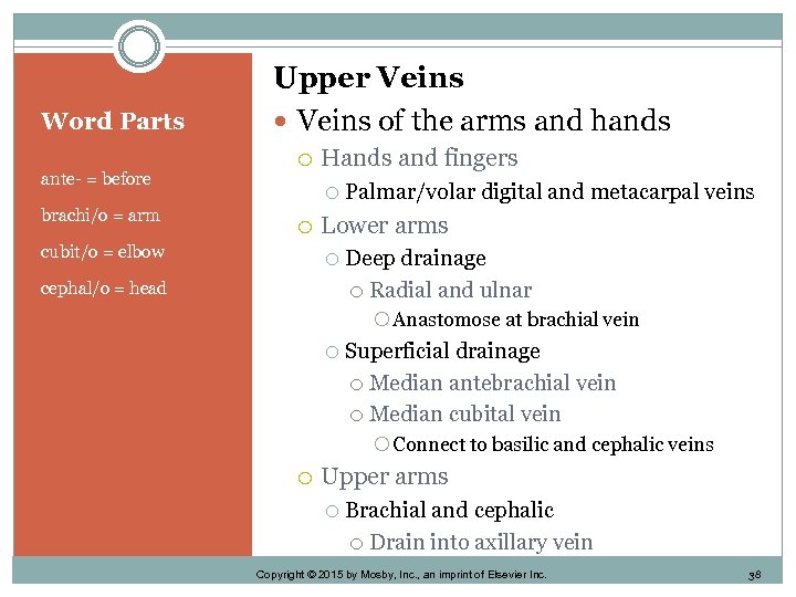 Word Parts ante- = before brachi/o = arm Upper Veins of the arms and