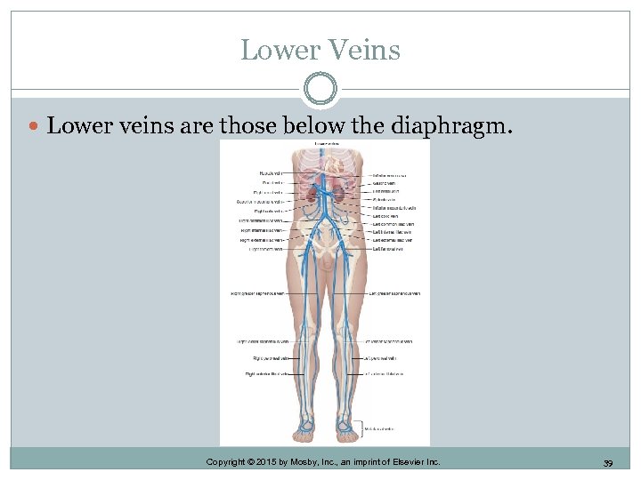 Lower Veins Lower veins are those below the diaphragm. Copyright © 2015 by Mosby,