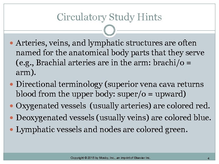 Circulatory Study Hints Arteries, veins, and lymphatic structures are often named for the anatomical