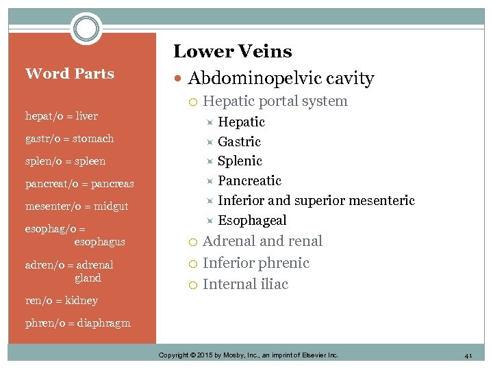 Word Parts Lower Veins Abdominopelvic cavity Hepatic portal system hepat/o = liver Hepatic gastr/o