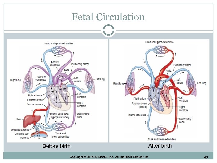 Fetal Circulation Before birth After birth Copyright © 2015 by Mosby, Inc. , an