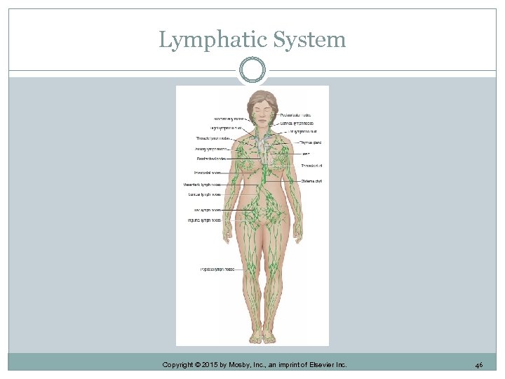 Lymphatic System Copyright © 2015 by Mosby, Inc. , an imprint of Elsevier Inc.