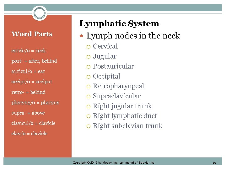 Word Parts cervic/o = neck post- = after, behind auricul/o = ear occipt/o =