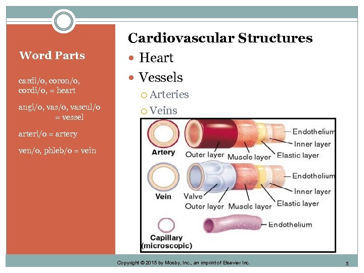 Word Parts cardi/o, coron/o, cordi/o, = heart angi/o, vascul/o = vessel Cardiovascular Structures Heart