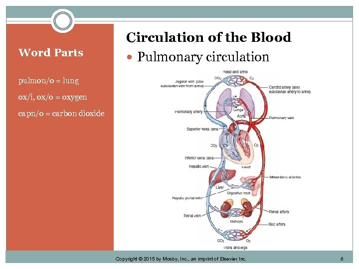 Word Parts Circulation of the Blood Pulmonary circulation pulmon/o = lung ox/i, ox/o =