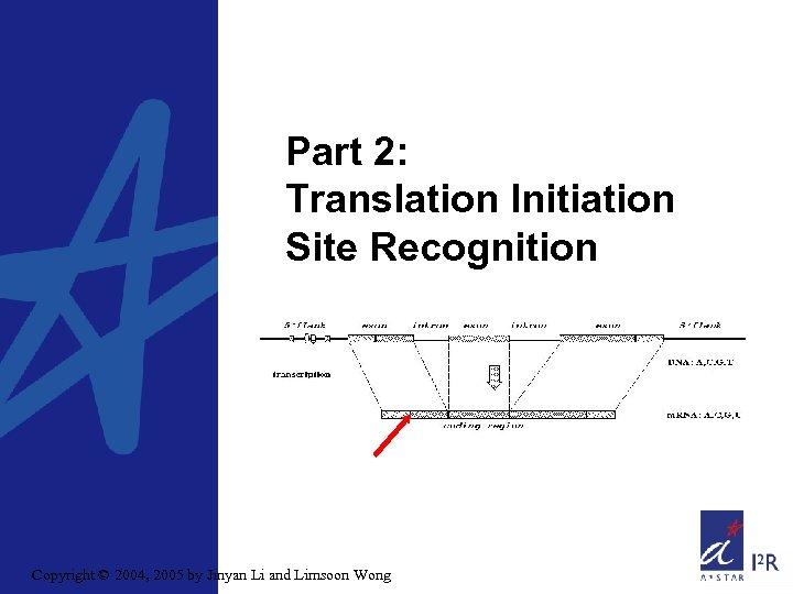 Part 2: Translation Initiation Site Recognition Copyright © 2004, 2005 by Jinyan Li and
