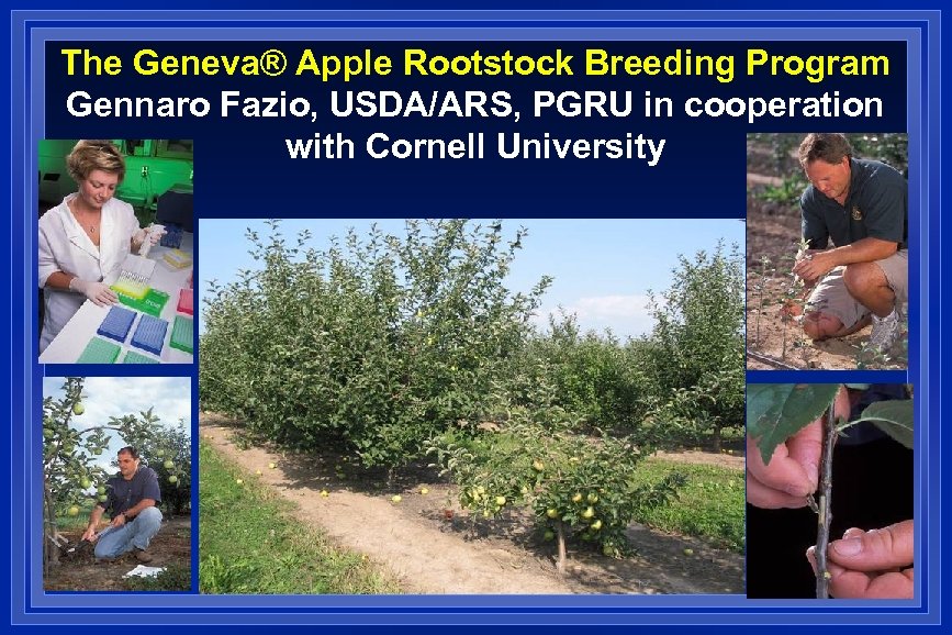 The Geneva® Apple Rootstock Breeding Program Gennaro Fazio, USDA/ARS, PGRU in cooperation with Cornell