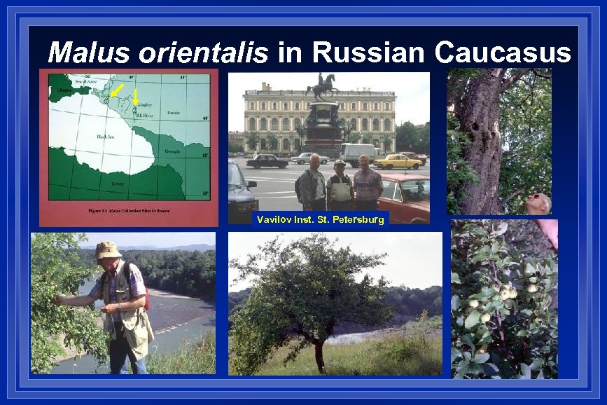 Malus orientalis in Russian Caucasus Vavilov Inst. St. Petersburg 