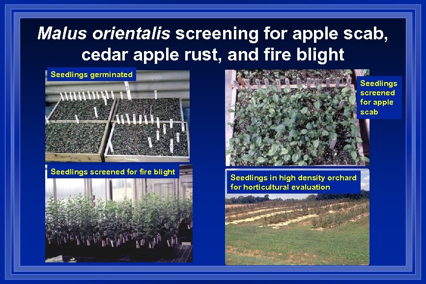 Malus orientalis screening for apple scab, cedar apple rust, and fire blight Seedlings germinated