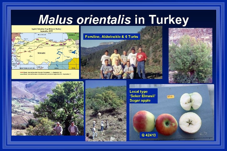 Malus orientalis in Turkey Forsline, Aldwinckle & 6 Turks Local type ‘Seker Elmasii’ Sugar