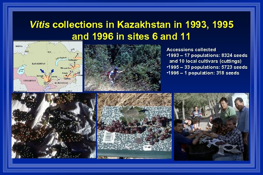 Vitis collections in Kazakhstan in 1993, 1995 and 1996 in sites 6 and 11