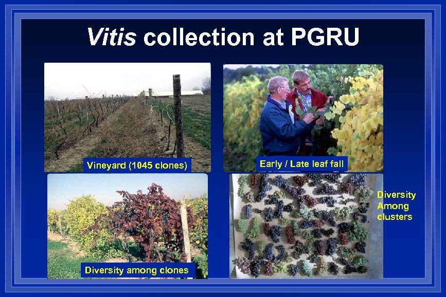 Vitis collection at PGRU Vineyard (1045 clones) Early / Late leaf fall Diversity Among