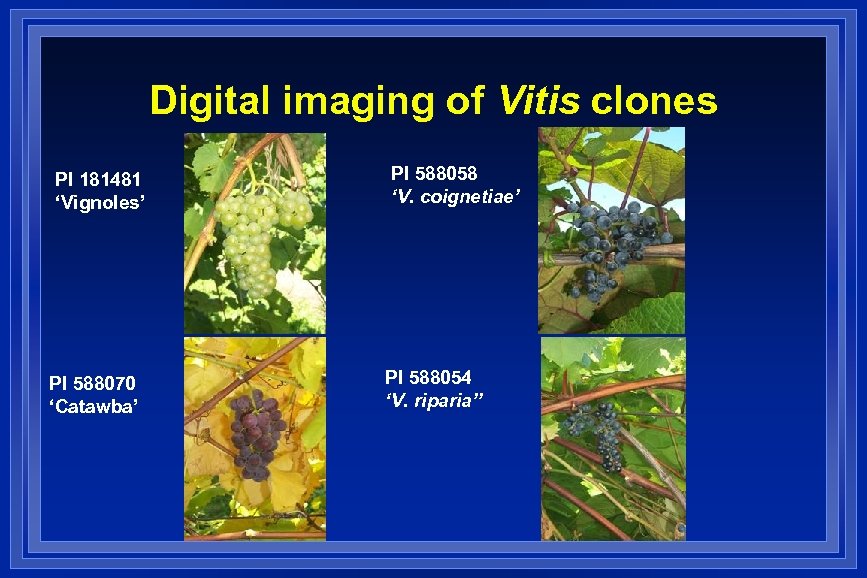 Digital imaging of Vitis clones PI 181481 ‘Vignoles’ PI 588070 ‘Catawba’ PI 588058 ‘V.