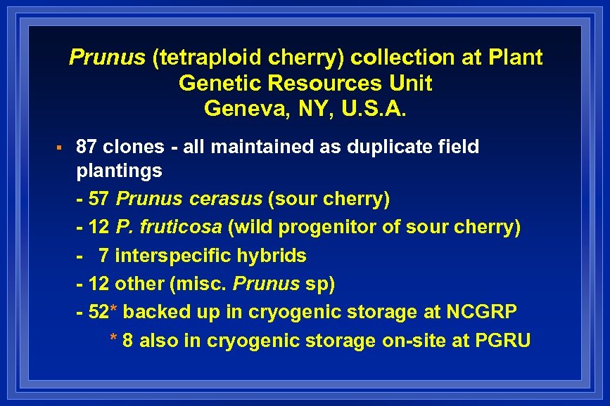 Prunus (tetraploid cherry) collection at Plant Genetic Resources Unit Geneva, NY, U. S. A.