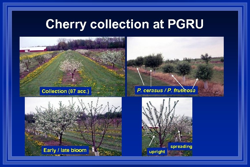 Cherry collection at PGRU Collection (87 acc. ) Early / late bloom P. cerasus