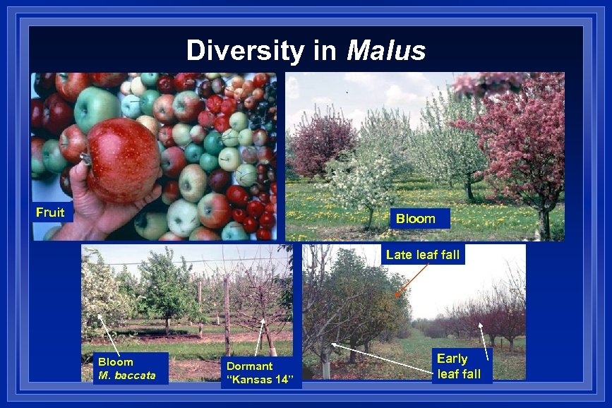 Diversity in Malus Fruit Bloom Late leaf fall Bloom M. baccata Dormant “Kansas 14”