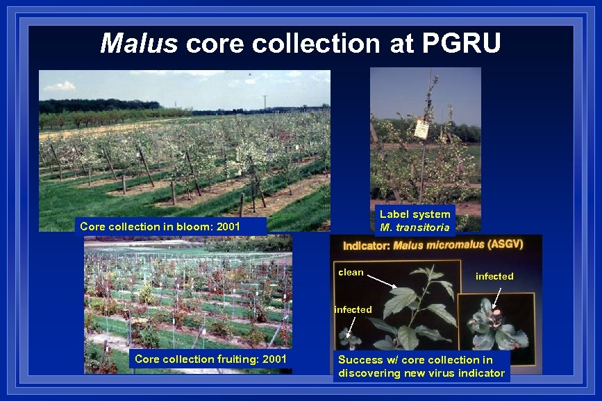 Malus core collection at PGRU Label system M. transitoria Planting in 2000 Core collection