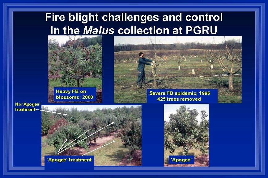 Fire blight challenges and control in the Malus collection at PGRU Heavy FB on