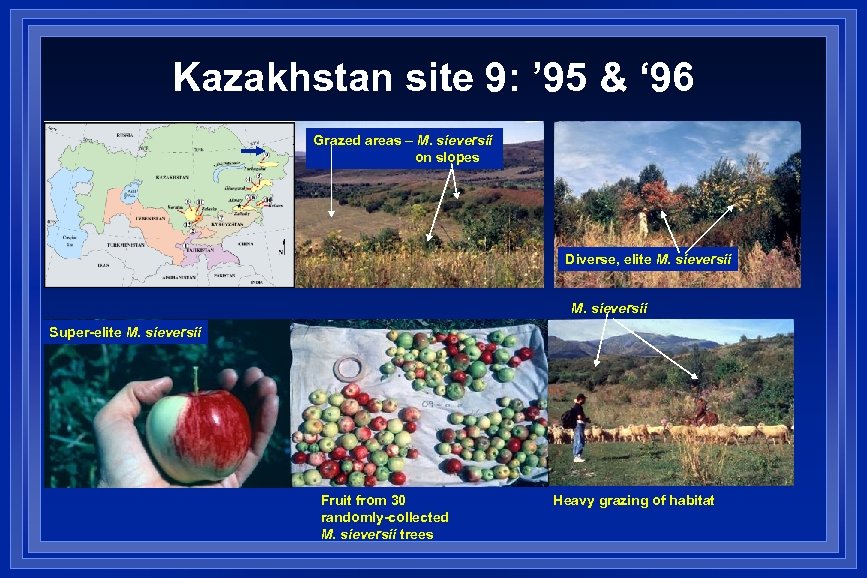 Kazakhstan site 9: ’ 95 & ‘ 96 Grazed areas – M. sieversii on