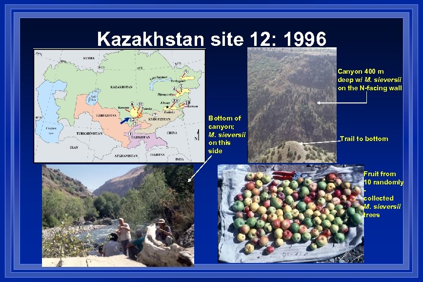 Kazakhstan site 12: 1996 Canyon 400 m deep w/ M. sieversii on the N-facing