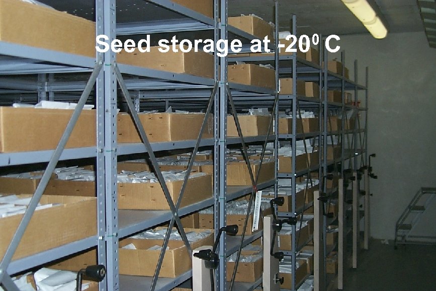 Seed storage at -200 C 