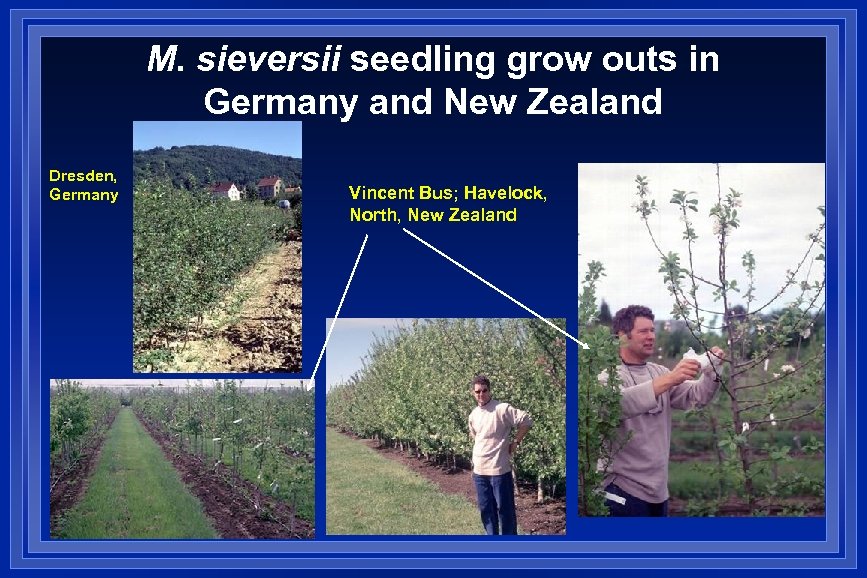 M. sieversii seedling grow outs in Germany and New Zealand Dresden, Germany Vincent Bus;
