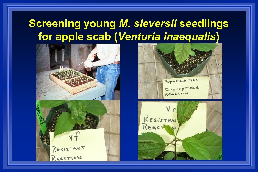 Screening young M. sieversii seedlings for apple scab (Venturia inaequalis) 