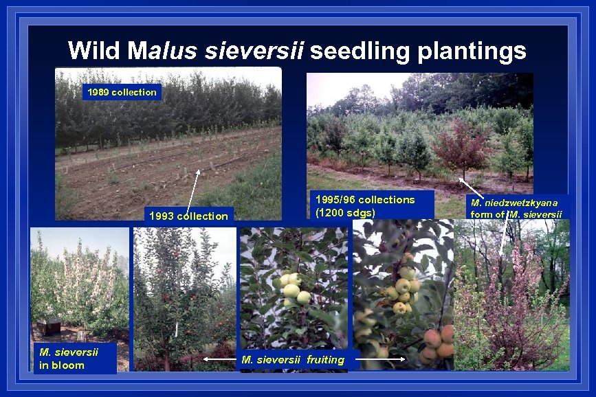 Wild Malus sieversii seedling plantings 1989 collection Early stage after planting 1986 1993 collection
