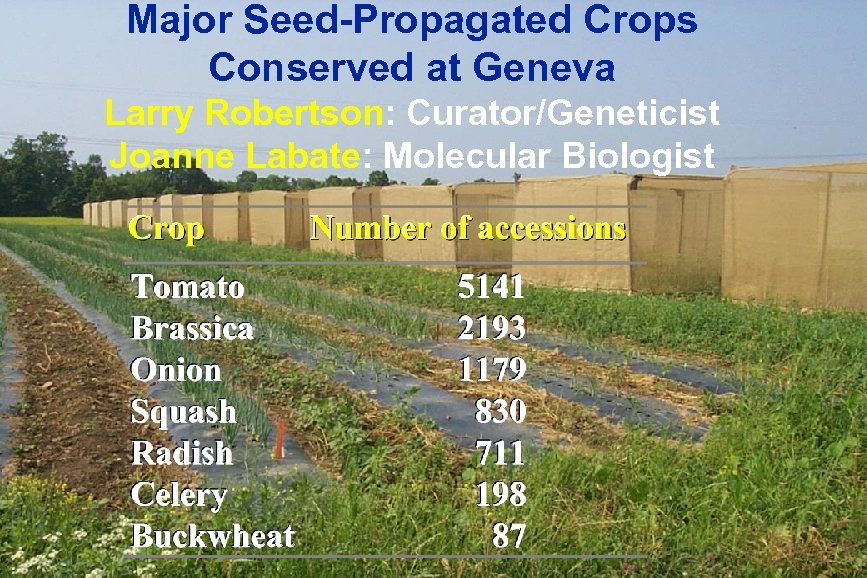 Major Seed-Propagated Crops Conserved at Geneva Larry Robertson: Curator/Geneticist Joanne Labate: Molecular Biologist 