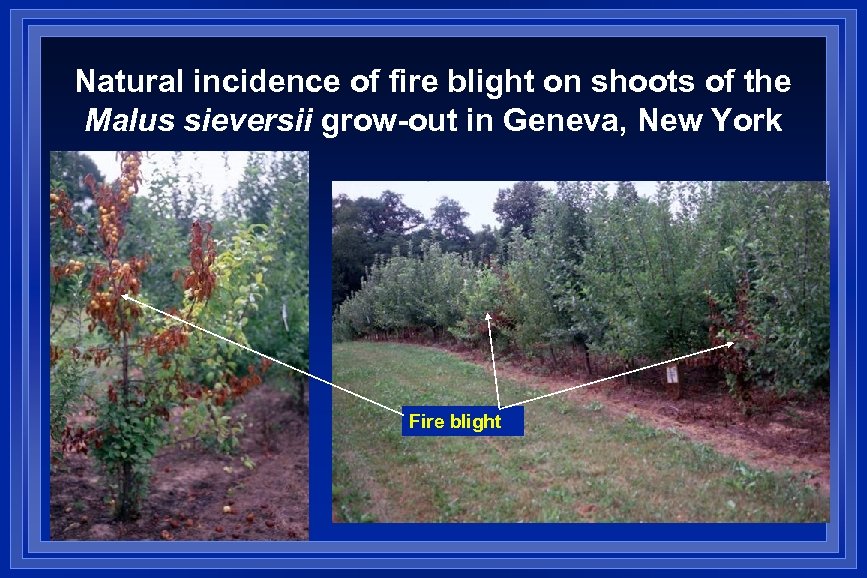 Natural incidence of fire blight on shoots of the Malus sieversii grow-out in Geneva,