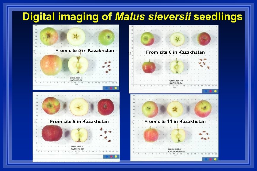 Digital imaging of Malus sieversii seedlings From site 5 in Kazakhstan From site 9
