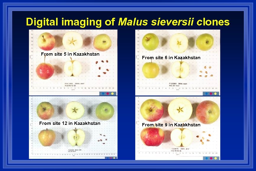 Digital imaging of Malus sieversii clones From site 5 in Kazakhstan From site 12