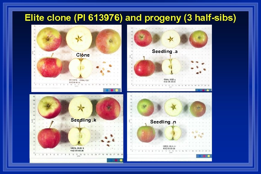 Elite clone (PI 613976) and progeny (3 half-sibs) Clone Seedling. k Seedling. a Seedling.