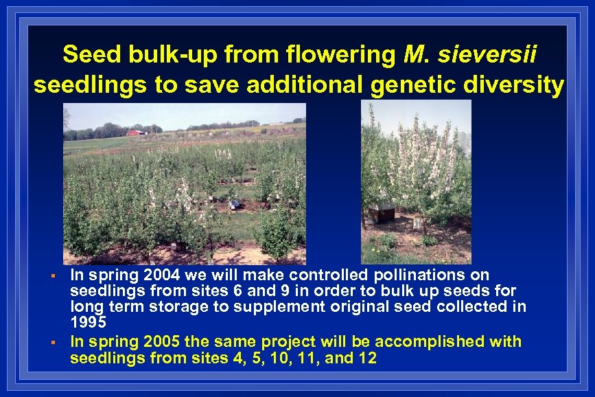 Seed bulk-up from flowering M. sieversii seedlings to save additional genetic diversity § §