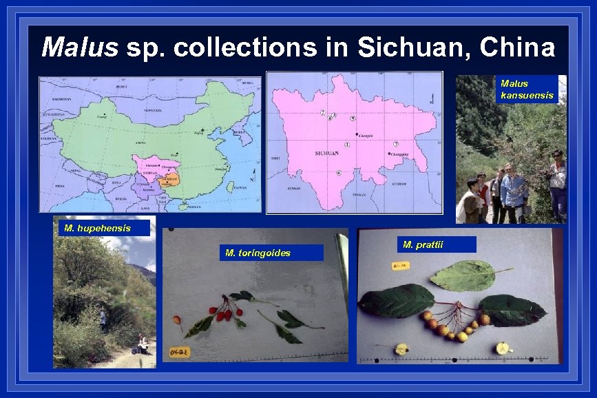 Malus sp. collections in Sichuan, China Malus kansuensis M. hupehensis M. toringoides M. prattii