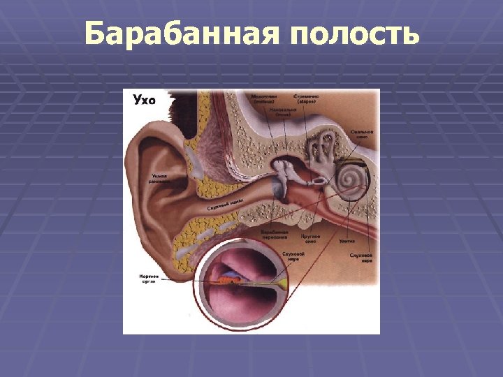 Барабанная полость 
