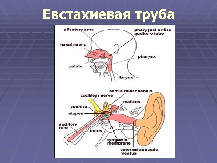 Евстахиевая труба 