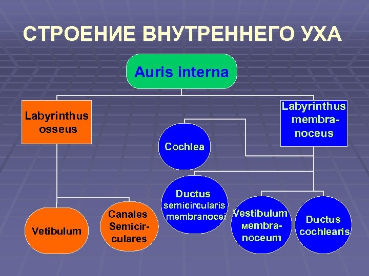 СТРОЕНИЕ ВНУТРЕННЕГО УХА Auris interna Labyrinthus membranoceus Labyrinthus osseus Cochlea Ductus Vetibulum Canales Semicirculares