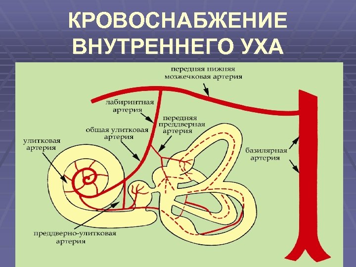 КРОВОСНАБЖЕНИЕ ВНУТРЕННЕГО УХА 