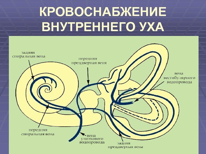 Строение вестибулярного нерва. Кровоснабжение улитки внутреннего уха. Лабиринтная артерия внутреннего уха. Сосуды преддверно улиткового органа. Иннервация внутреннего уха.