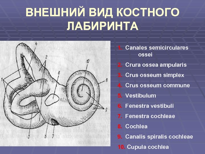 ВНЕШНИЙ ВИД КОСТНОГО ЛАБИРИНТА 1. Canales semicirculares ossei 2. Crura ossea ampularis 3. Crus