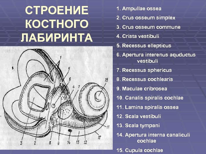 СТРОЕНИЕ КОСТНОГО ЛАБИРИНТА 1. Ampullae ossea 2. Crus osseum simplex 3. Crus osseum commune