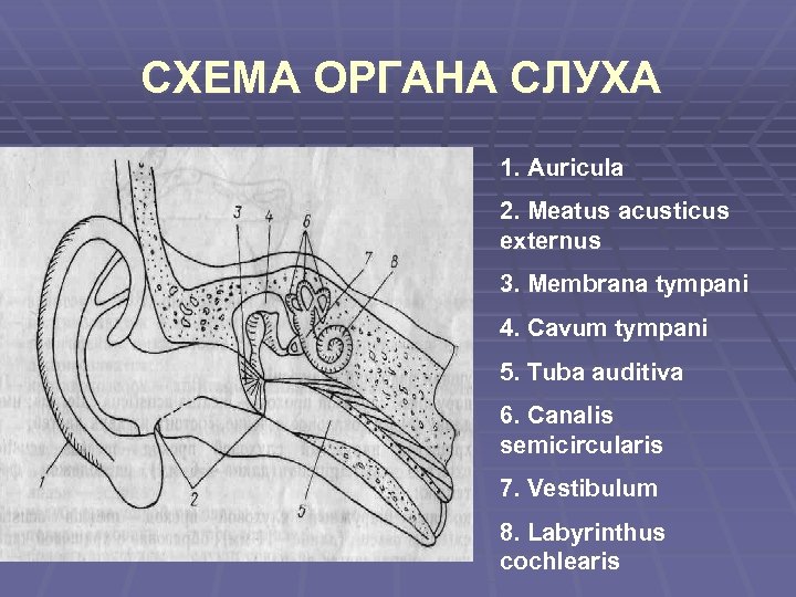 Схема органы слуха