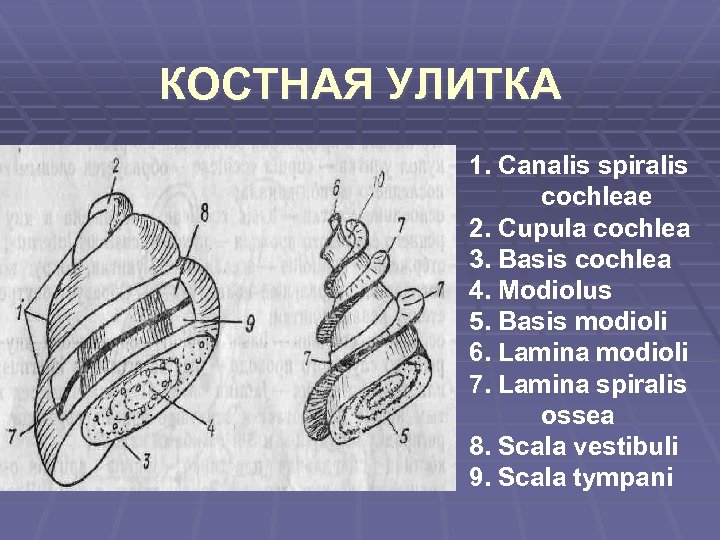 КОСТНАЯ УЛИТКА 1. Сanalis spiralis cochleae 2. Cupula cochlea 3. Basis cochlea 4. Modiolus